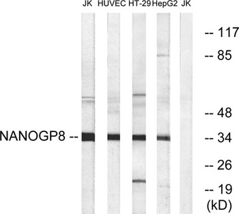 Nanog P8 rabbit pAb Antibody