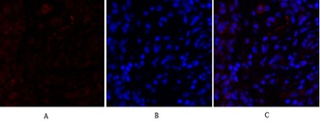N-cadherin rabbit pAb Antibody