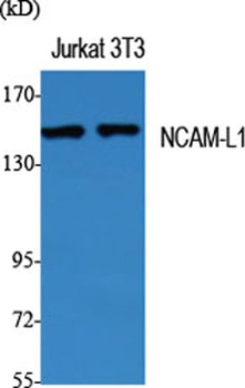 NCAM-L1 rabbit pAb Antibody