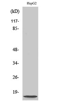 NDUFA4L2 rabbit pAb Antibody