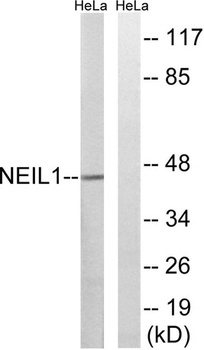 NEIL1 rabbit pAb Antibody