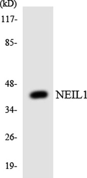 NEIL1 rabbit pAb Antibody