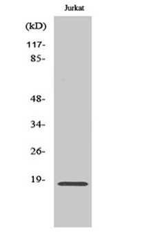 Neuromedin-S rabbit pAb Antibody