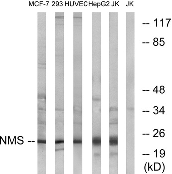 Neuromedin-S rabbit pAb Antibody
