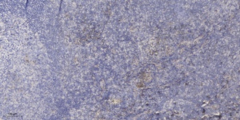 Neuromedin-S rabbit pAb Antibody
