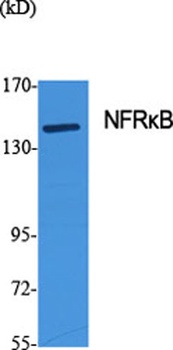 NFRκB rabbit pAb Antibody