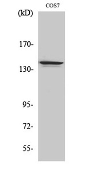 NFRκB rabbit pAb Antibody