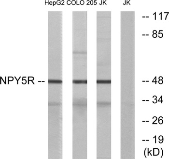 NPY5-R rabbit pAb Antibody