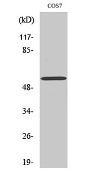 OBCAM rabbit pAb Antibody