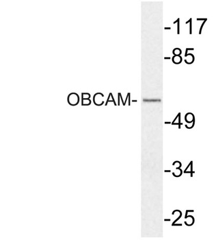 OBCAM rabbit pAb Antibody