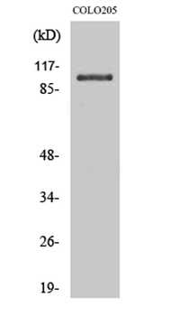 OCRL rabbit pAb Antibody