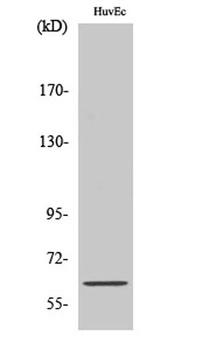 OCT3 rabbit pAb Antibody