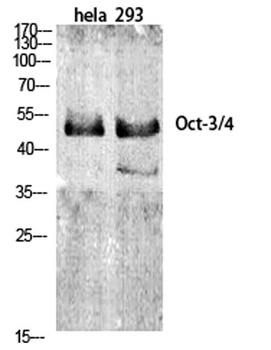 Oct-3/4 rabbit pAb Antibody