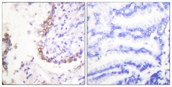 Oct-3/4 rabbit pAb Antibody