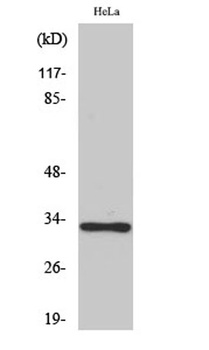 Olfactory receptor 10AD1 rabbit pAb Antibody