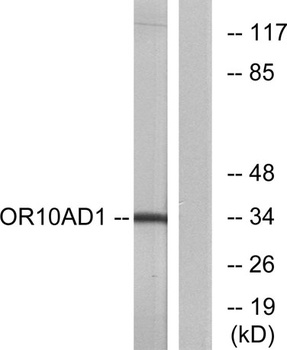 Olfactory receptor 10AD1 rabbit pAb Antibody