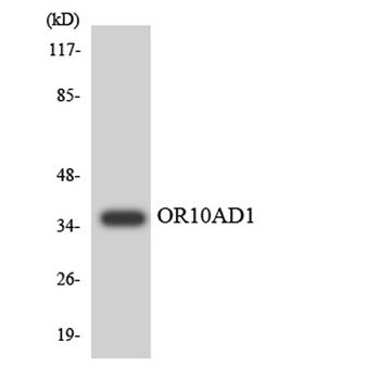 Olfactory receptor 10AD1 rabbit pAb Antibody