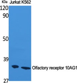 Olfactory receptor 10AG1 rabbit pAb Antibody