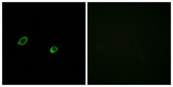 Olfactory receptor 10AG1 rabbit pAb Antibody