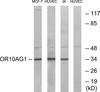 Olfactory receptor 10AG1 rabbit pAb Antibody