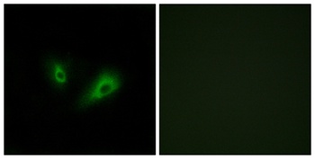 Olfactory receptor 10D4 rabbit pAb Antibody