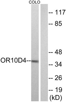 Olfactory receptor 10D4 rabbit pAb Antibody