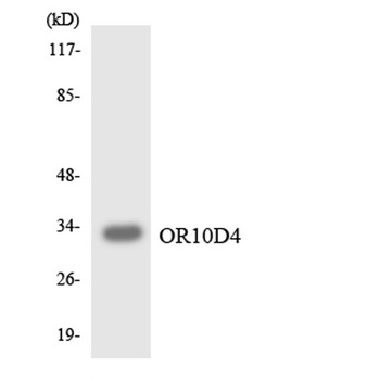 Olfactory receptor 10D4 rabbit pAb Antibody
