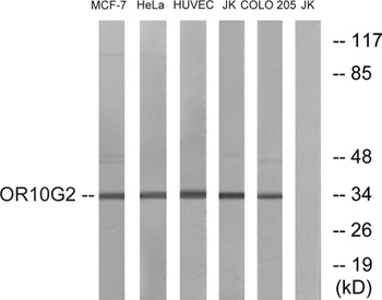Olfactory receptor 10G2 rabbit pAb Antibody
