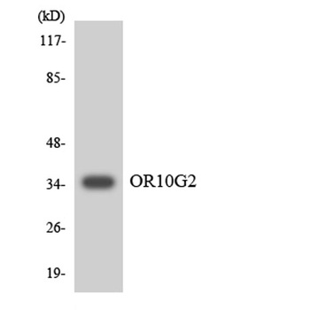 Olfactory receptor 10G2 rabbit pAb Antibody