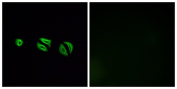 Olfactory receptor 10G6 rabbit pAb Antibody