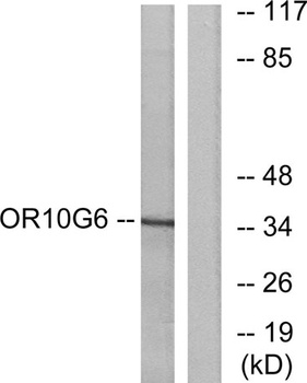 Olfactory receptor 10G6 rabbit pAb Antibody