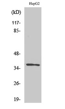 Olfactory receptor 10G7 rabbit pAb Antibody