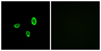 Olfactory receptor 10G7 rabbit pAb Antibody