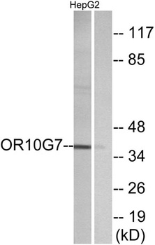 Olfactory receptor 10G7 rabbit pAb Antibody