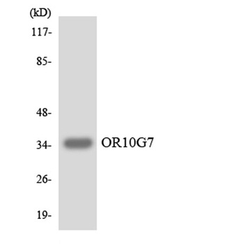 Olfactory receptor 10G7 rabbit pAb Antibody