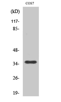 Olfactory receptor 10S1 rabbit pAb Antibody