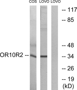 Olfactory receptor 10S1 rabbit pAb Antibody
