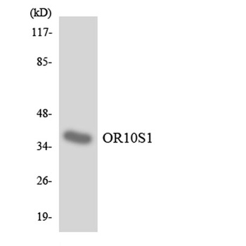 Olfactory receptor 10S1 rabbit pAb Antibody