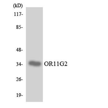 Olfactory receptor 11G2 rabbit pAb Antibody