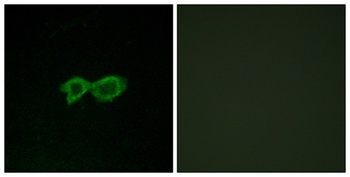 Olfactory receptor 13C4 rabbit pAb Antibody