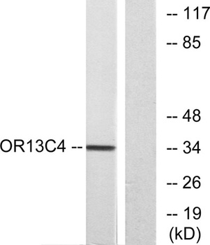 Olfactory receptor 13C4 rabbit pAb Antibody