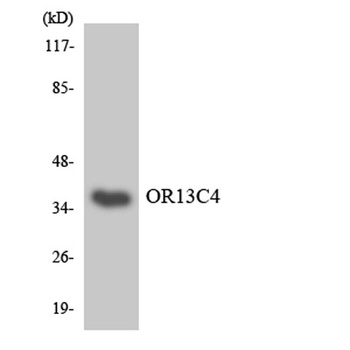Olfactory receptor 13C4 rabbit pAb Antibody