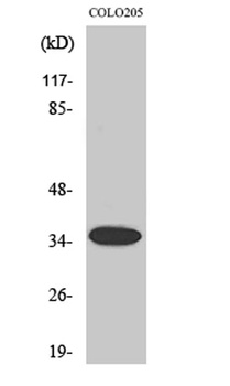 Olfactory receptor 1A1 rabbit pAb Antibody