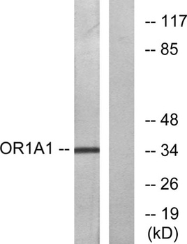 Olfactory receptor 1A1 rabbit pAb Antibody