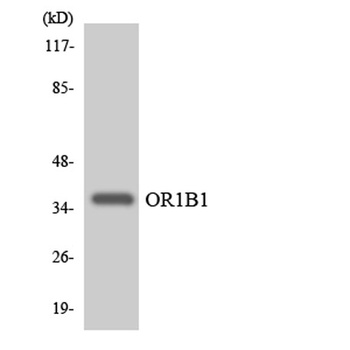 Olfactory receptor 1B1 rabbit pAb Antibody