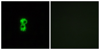 Olfactory receptor 1D4/1D5 rabbit pAb Antibody