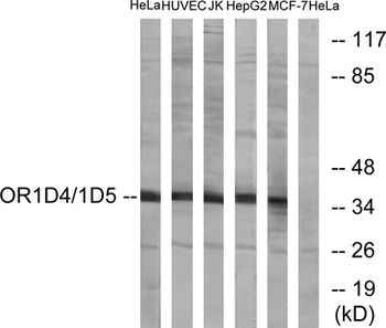 Olfactory receptor 1D4/1D5 rabbit pAb Antibody