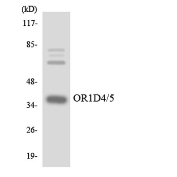 Olfactory receptor 1D4/1D5 rabbit pAb Antibody
