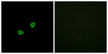 Olfactory receptor 1L6 rabbit pAb Antibody