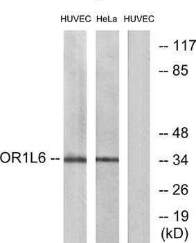 Olfactory receptor 1L6 rabbit pAb Antibody